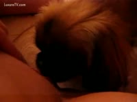 Bestiality Porn Video - Hairy pooch plays with a vagina